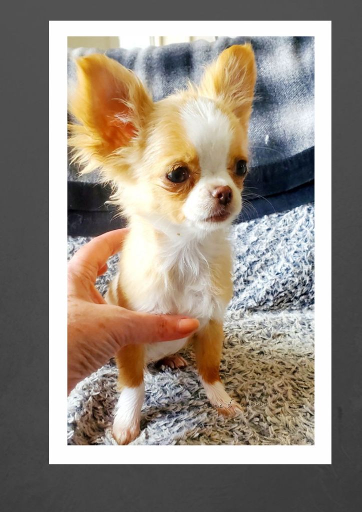 Du Royaume D'Odelia - Chiot disponible  - Chihuahua
