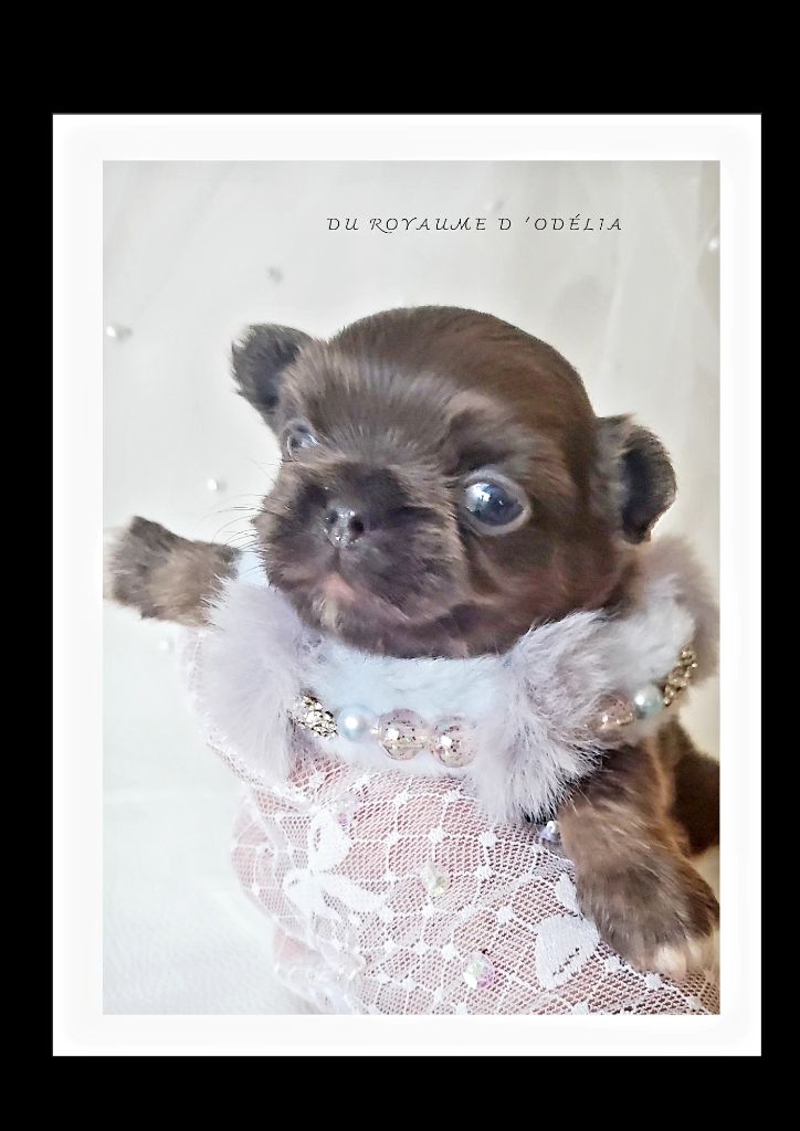 Du Royaume D'Odelia - Chiot disponible  - Chihuahua