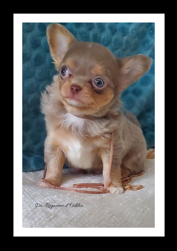 Du Royaume D'Odelia - Chiot disponible  - Chihuahua