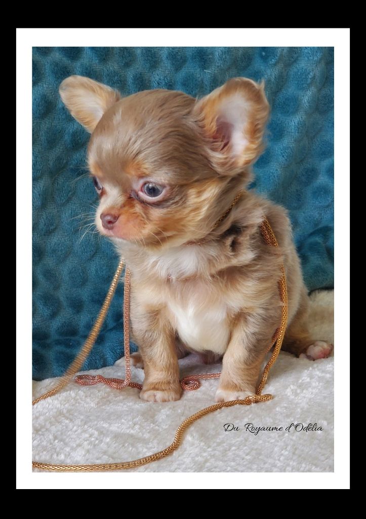 Du Royaume D'Odelia - Chiot disponible  - Chihuahua