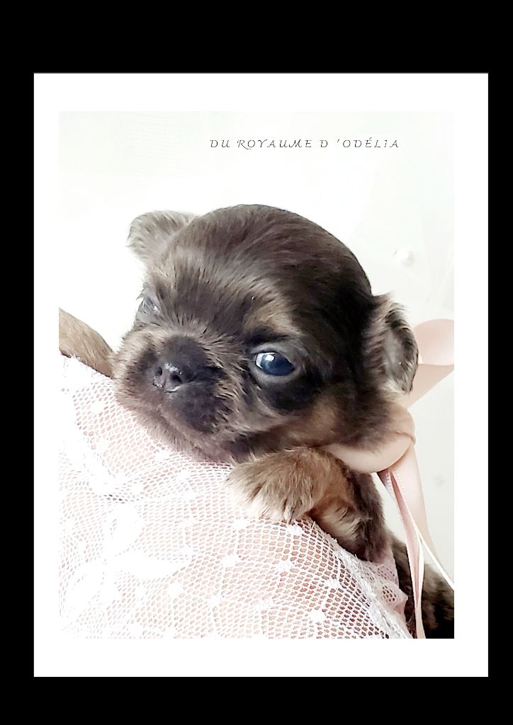 Du Royaume D'Odelia - Chiot disponible  - Chihuahua