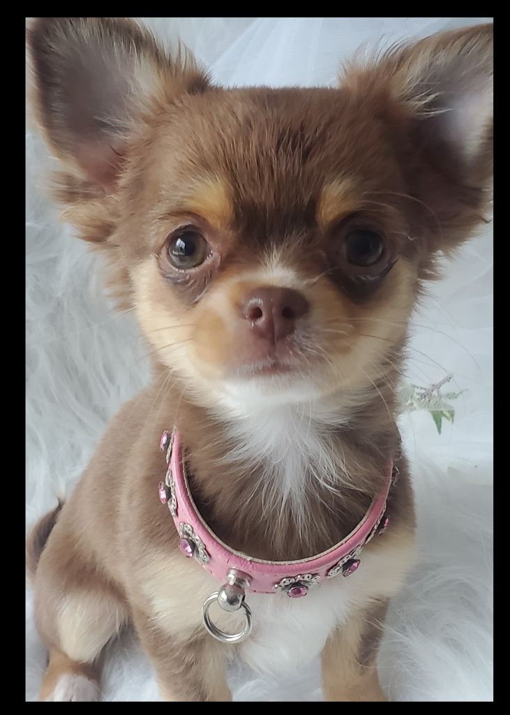 Du Royaume D'Odelia - Chiot disponible  - Chihuahua