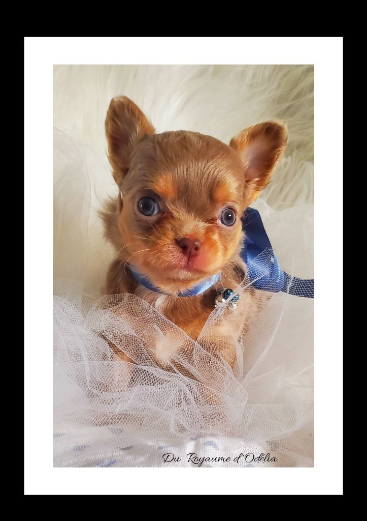 Du Royaume D'Odelia - Chiot disponible  - Chihuahua