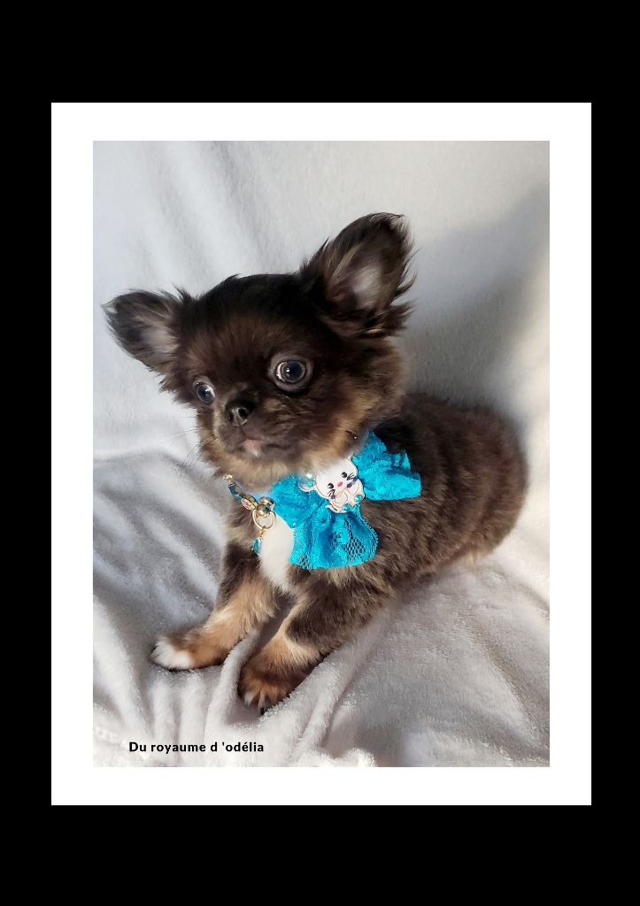 Du Royaume D'Odelia - Chihuahua - Portée née le 26/11/2024