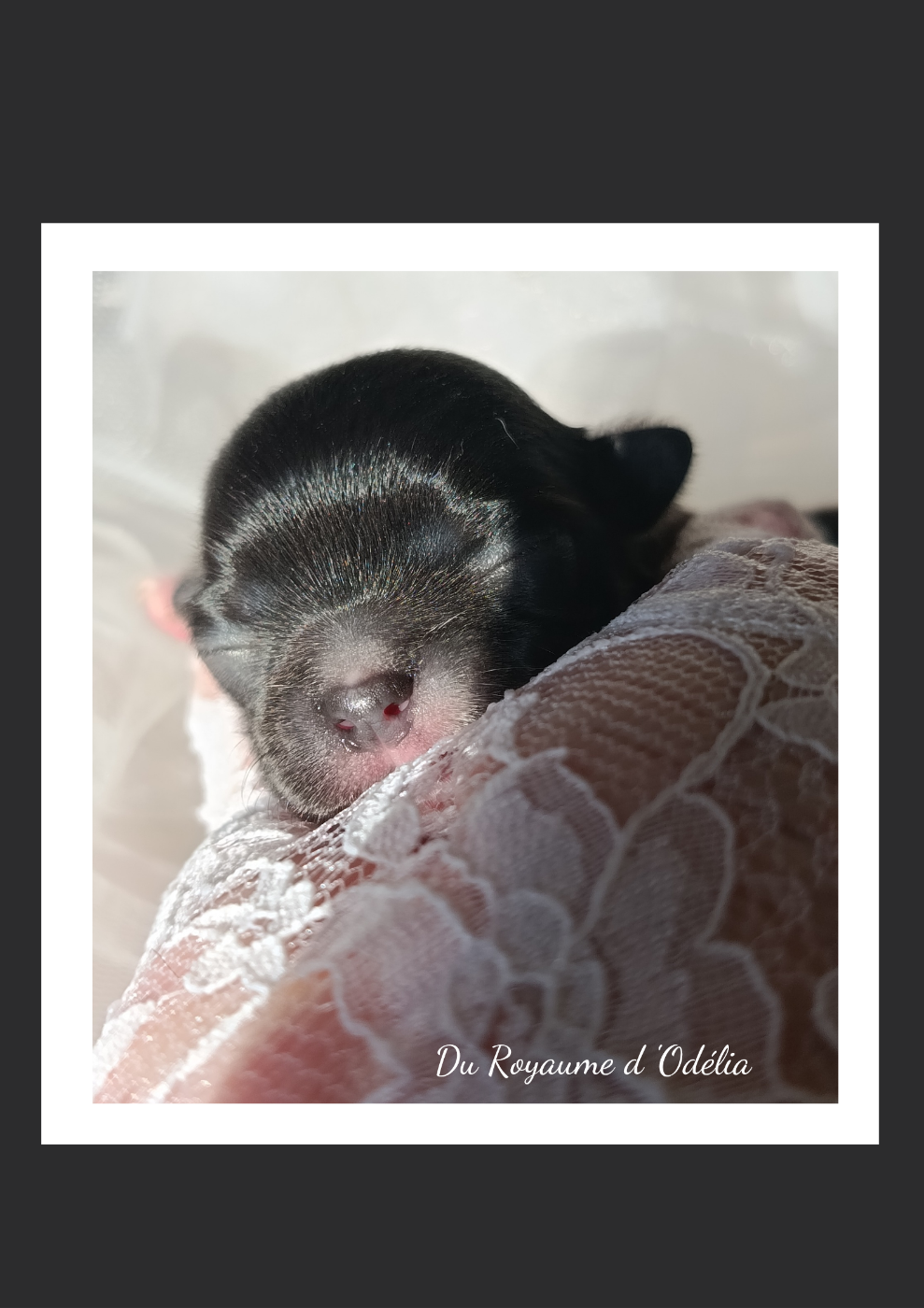 Du Royaume D'Odelia - Chiots disponibles - Chihuahua