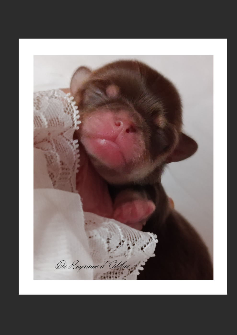 Du Royaume D'Odelia - Chiots disponibles - Chihuahua