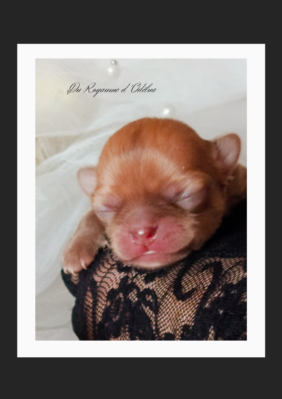 Du Royaume D'Odelia - Chiots disponibles - Chihuahua