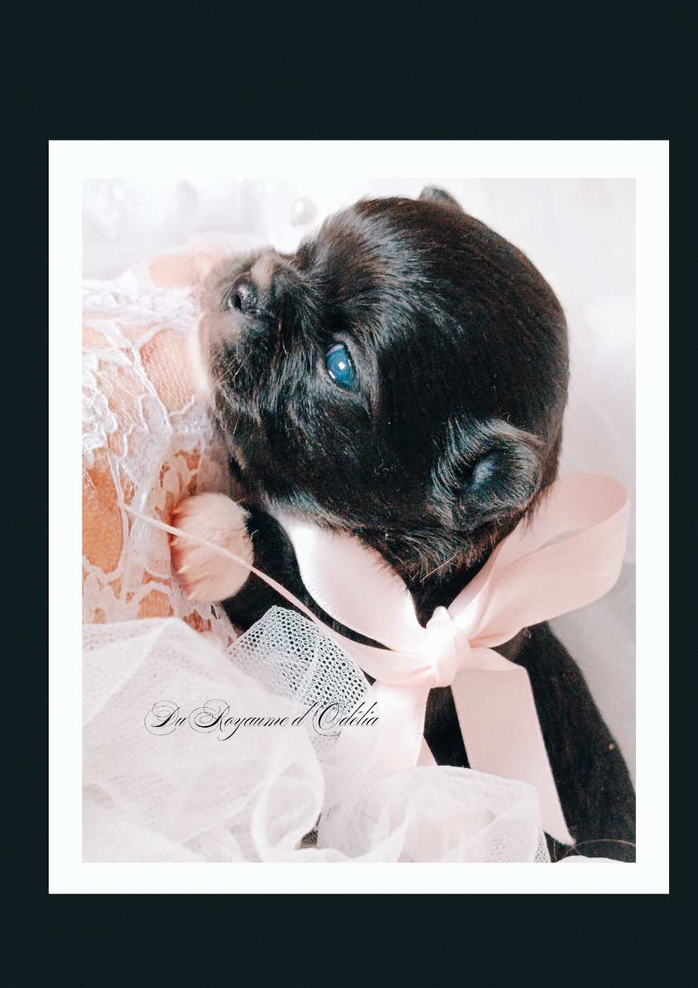 Du Royaume D'Odelia - Chihuahua - Portée née le 28/11/2025