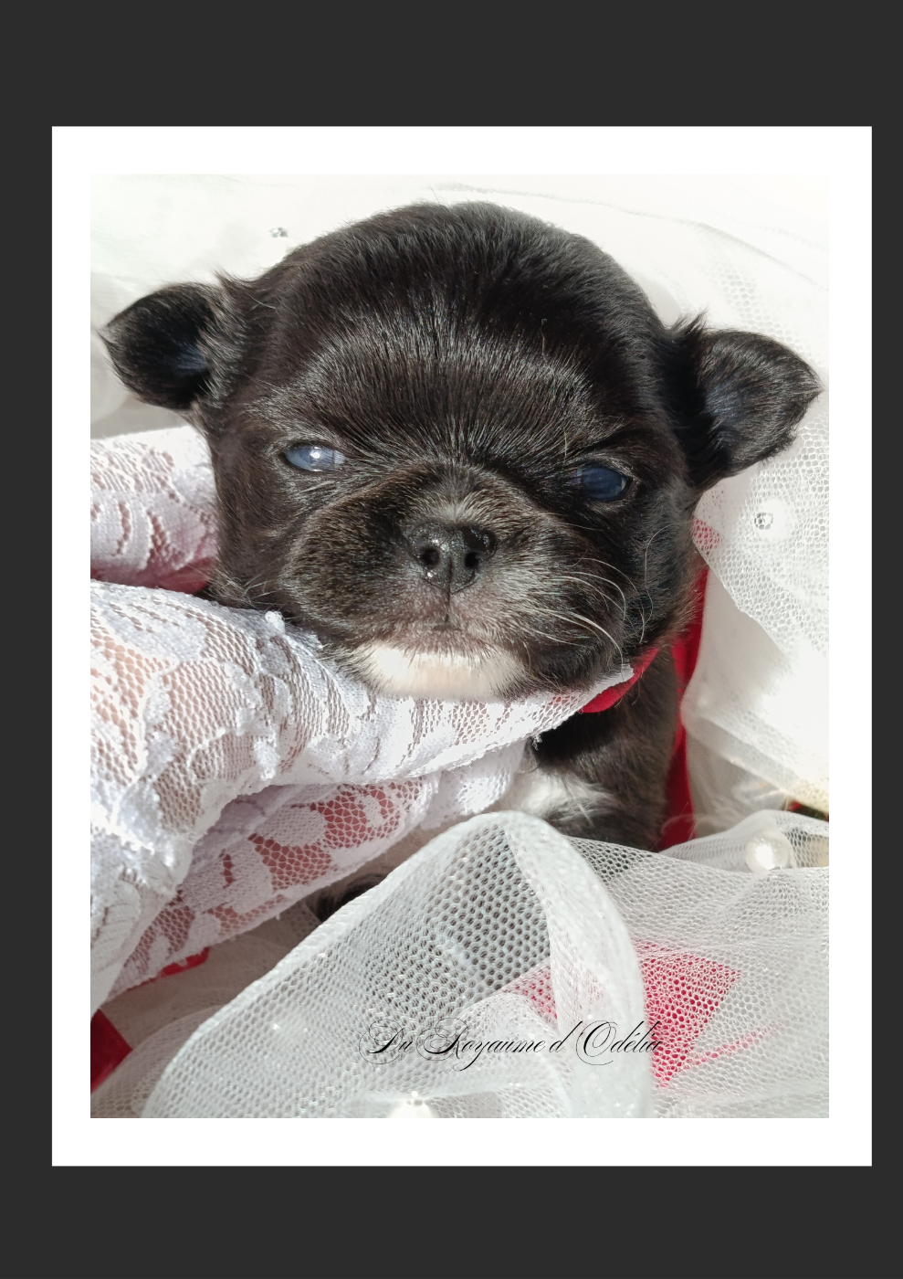 Du Royaume D'Odelia - Chiots disponibles - Chihuahua