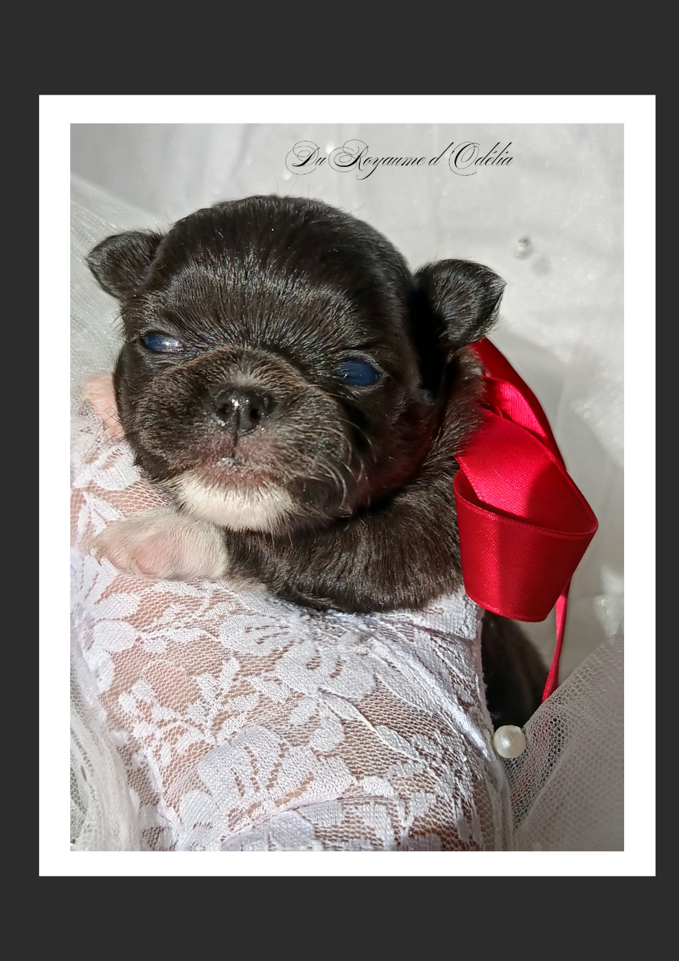 Du Royaume D'Odelia - Chihuahua - Portée née le 28/11/2025