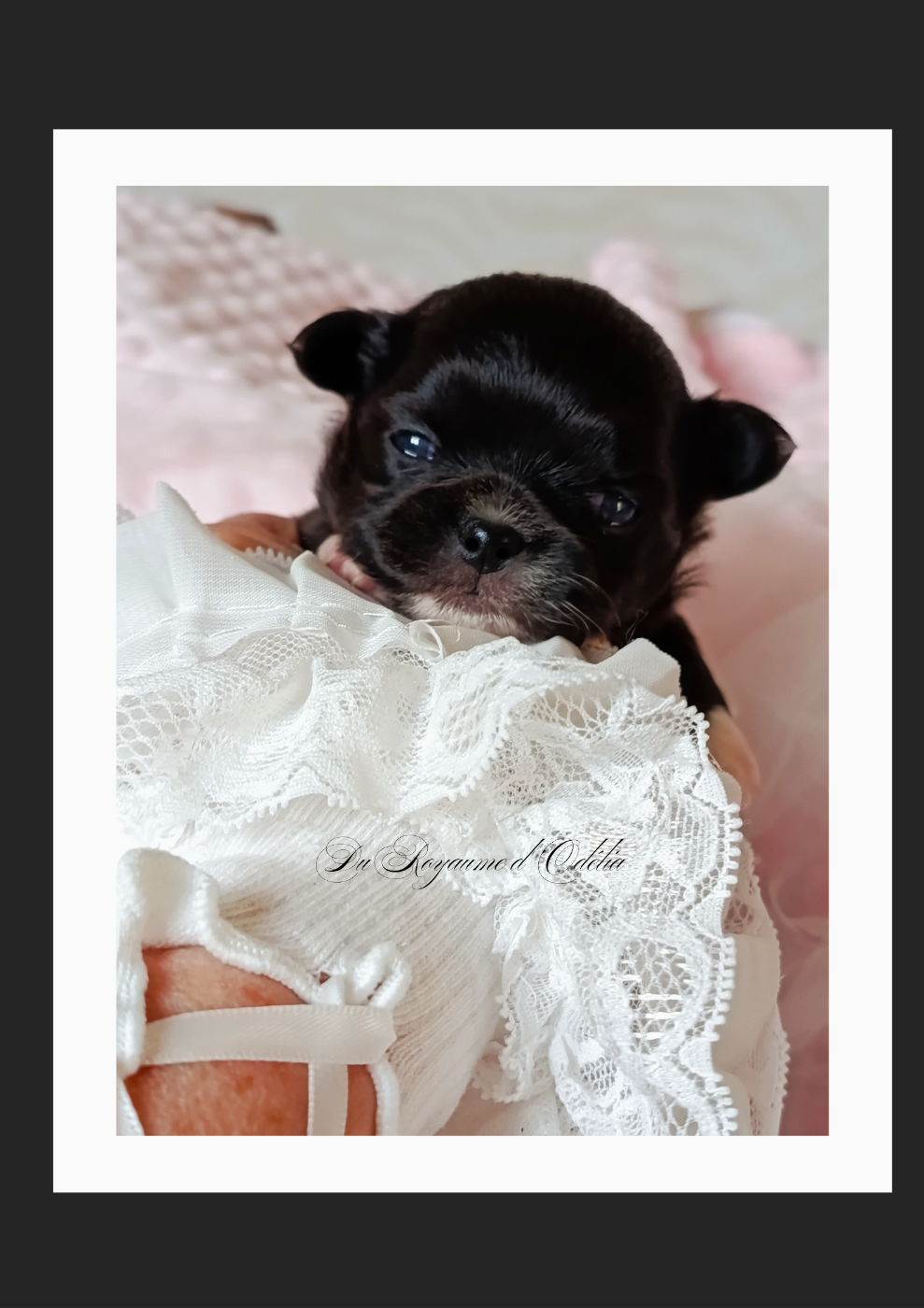 Du Royaume D'Odelia - Chiots disponibles - Chihuahua