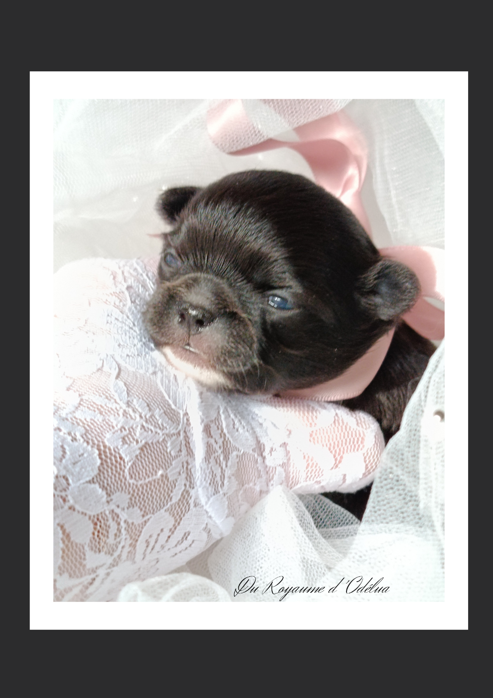 Du Royaume D'Odelia - Chiots disponibles - Chihuahua