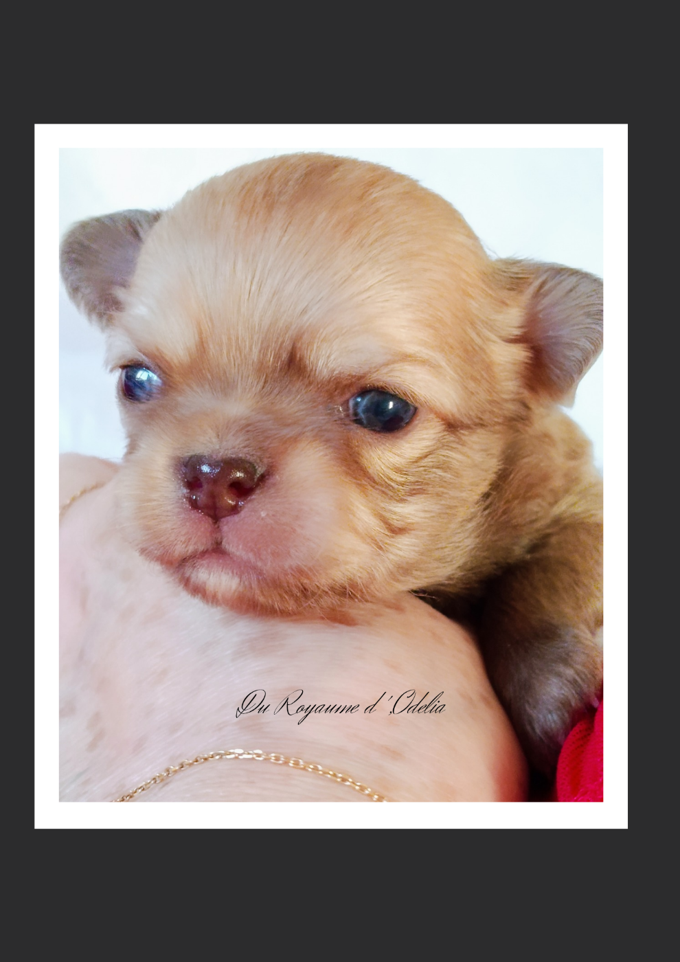 Du Royaume D'Odelia - Chiots disponibles - Chihuahua