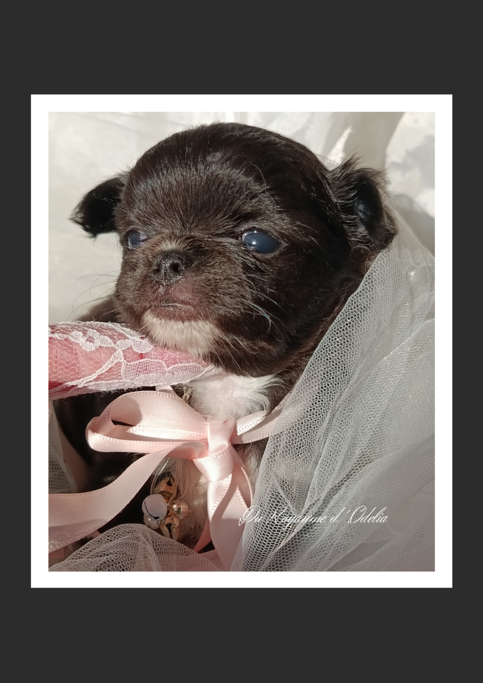 Du Royaume D'Odelia - Chiots disponibles - Chihuahua