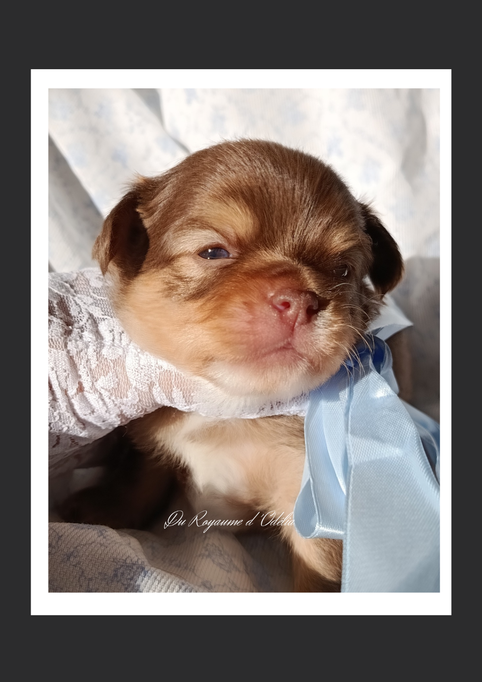 Du Royaume D'Odelia - Chiots disponibles - Chihuahua