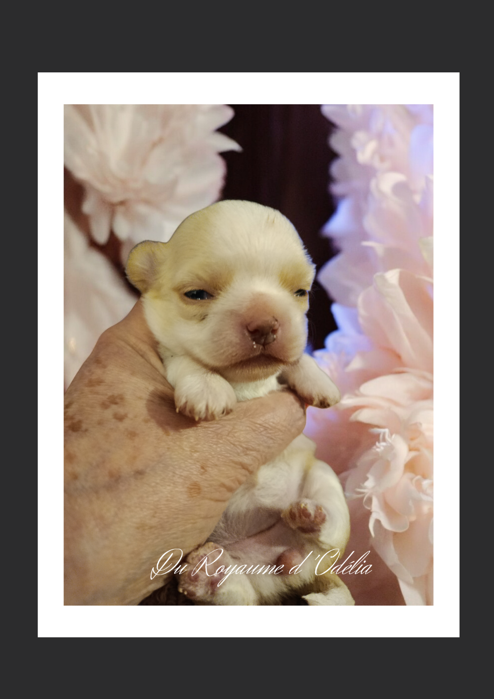 Chiot Chihuahua Du Royaume D'Odelia