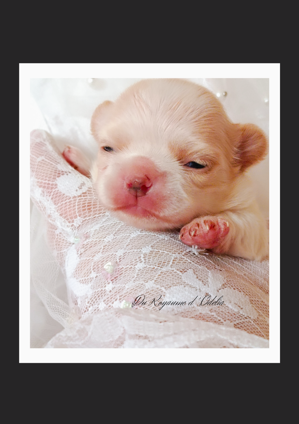 Du Royaume D'Odelia - Chiots disponibles - Chihuahua