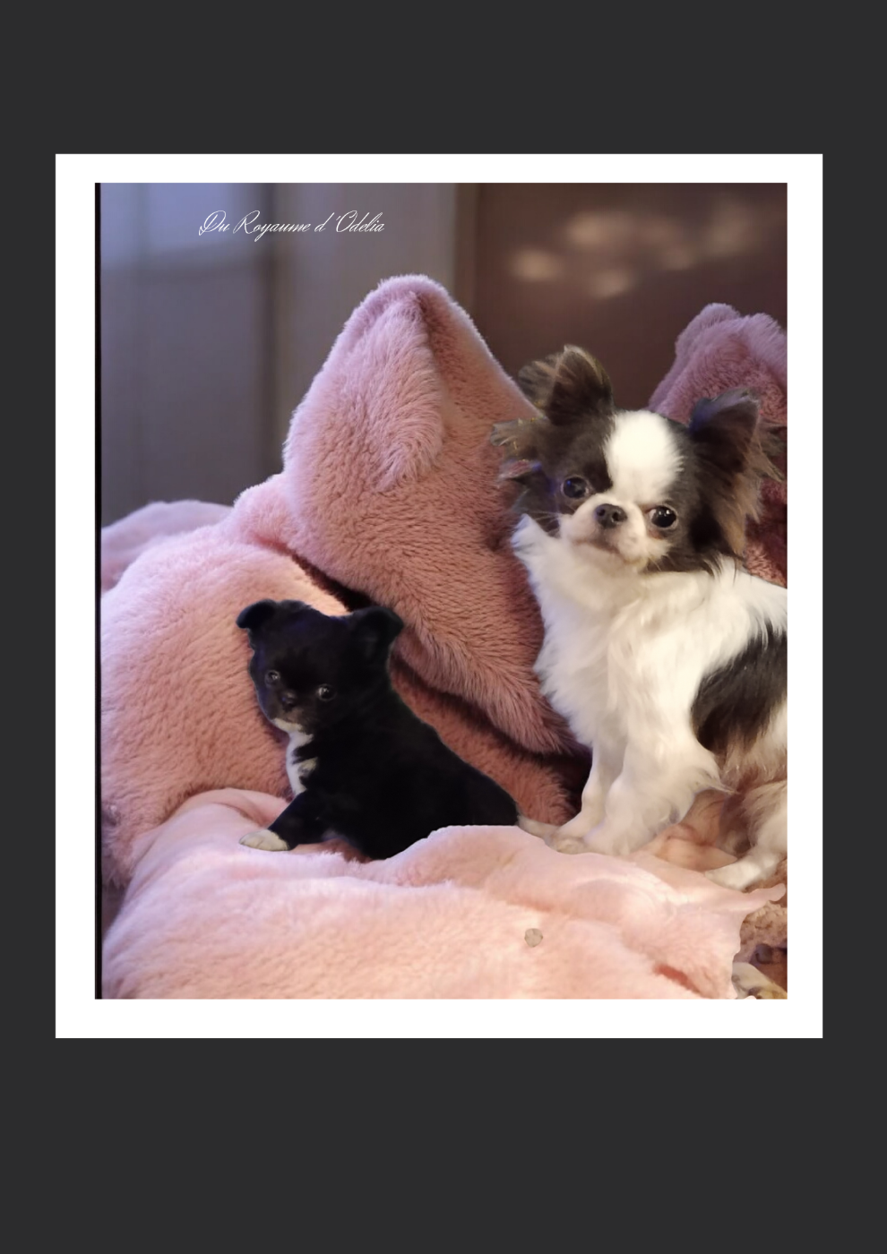 Du Royaume D'Odelia - Chiots disponibles - Chihuahua