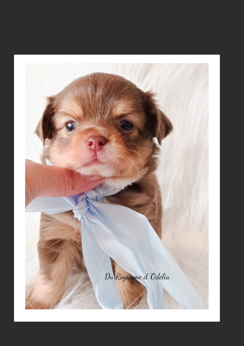 Du Royaume D'Odelia - Chiots disponibles - Chihuahua