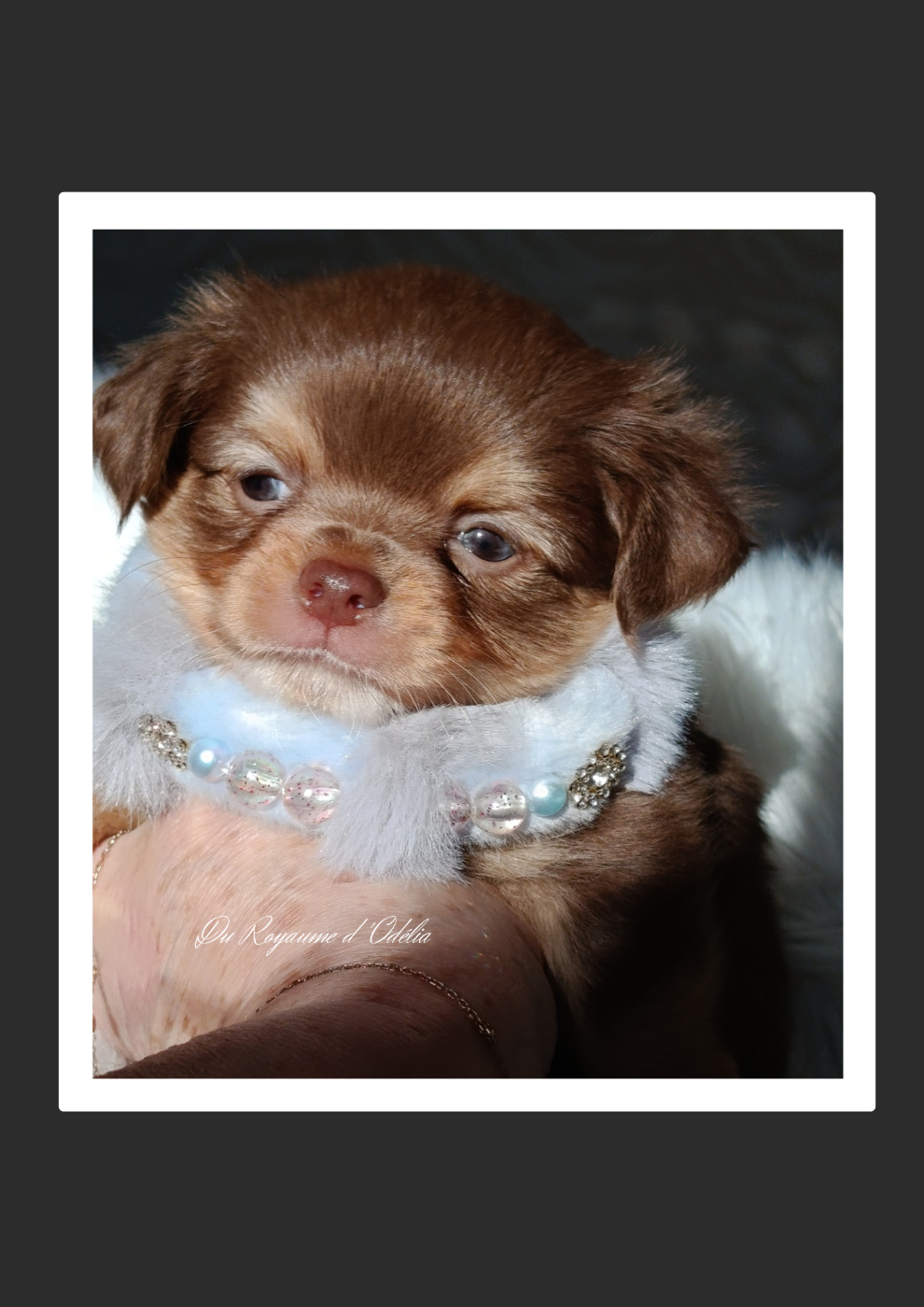 Du Royaume D'Odelia - Chiots disponibles - Chihuahua