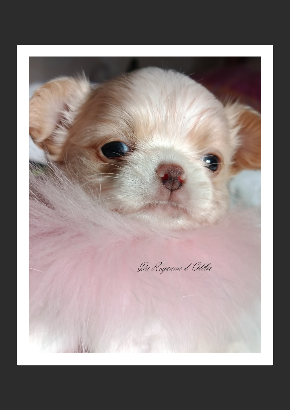 Du Royaume D'Odelia - Chiots disponibles - Chihuahua