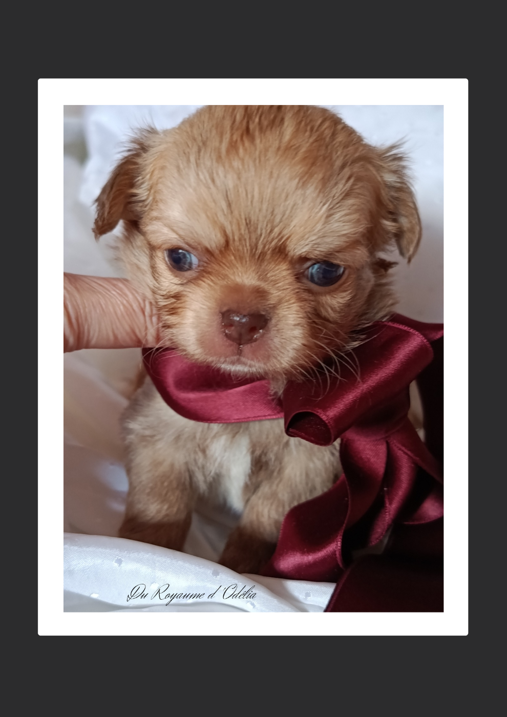 Du Royaume D'Odelia - Chiots disponibles - Chihuahua