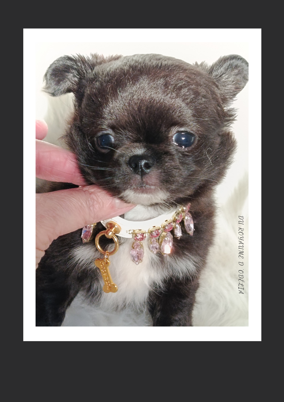 Du Royaume D'Odelia - Chiots disponibles - Chihuahua