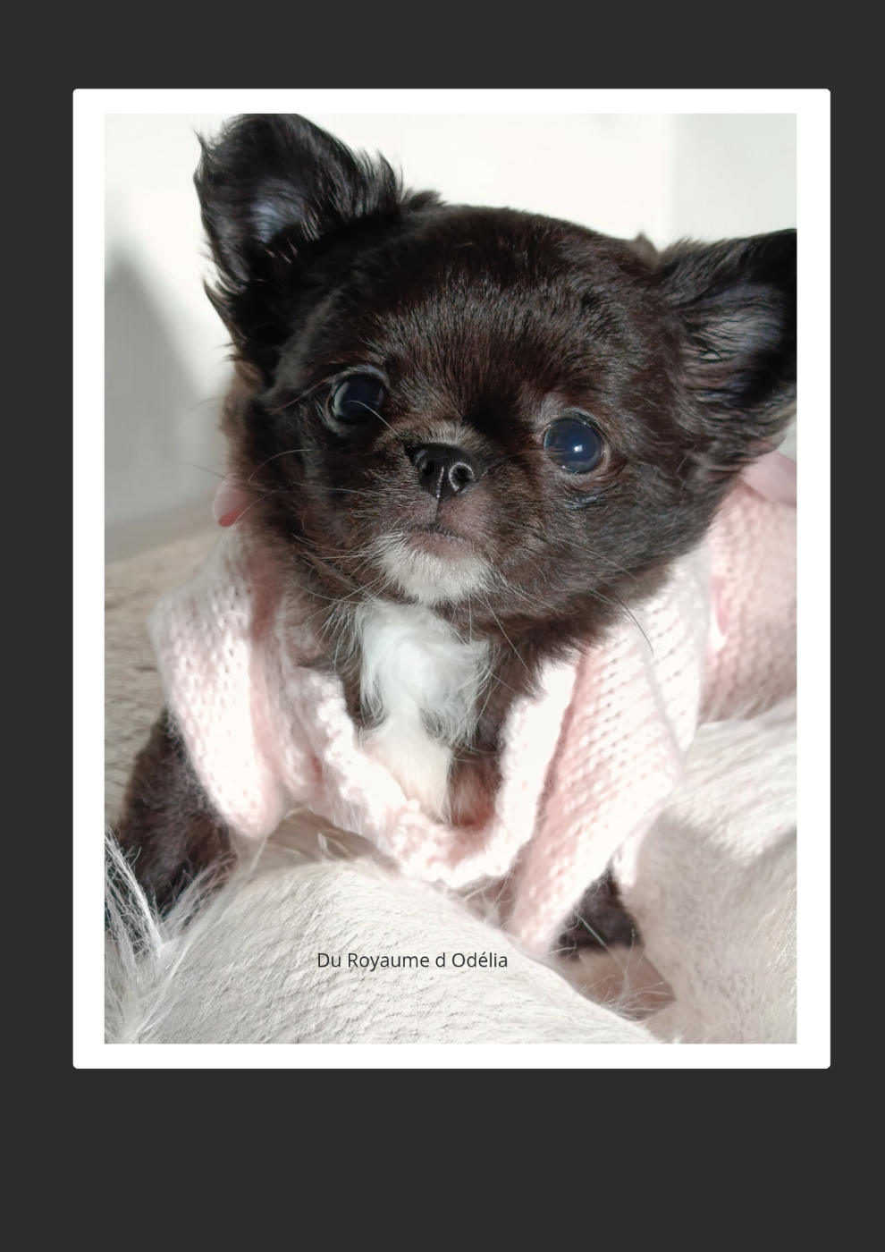 Du Royaume D'Odelia - Chihuahua - Portée née le 28/11/2025