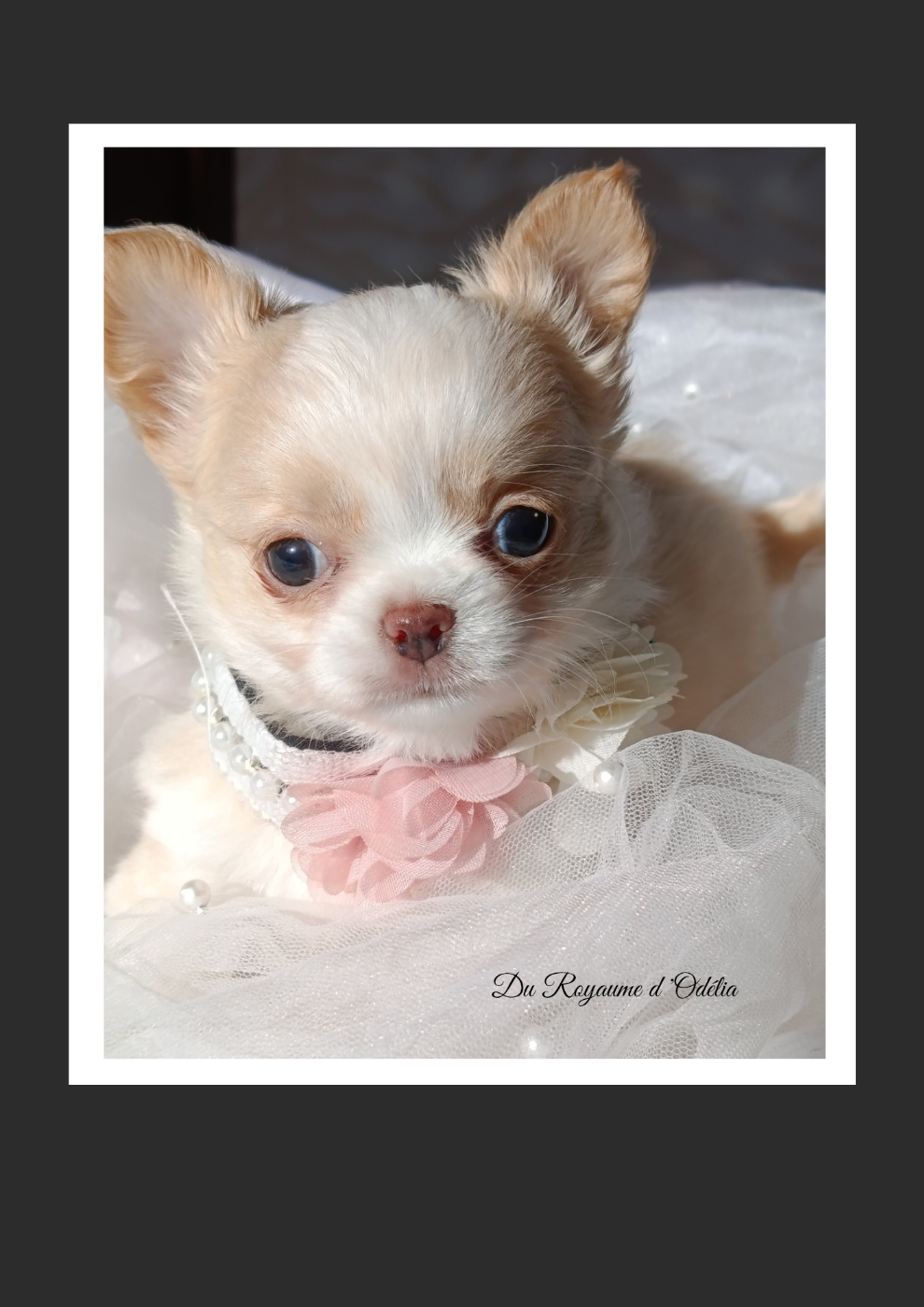 Du Royaume D'Odelia - Chiots disponibles - Chihuahua