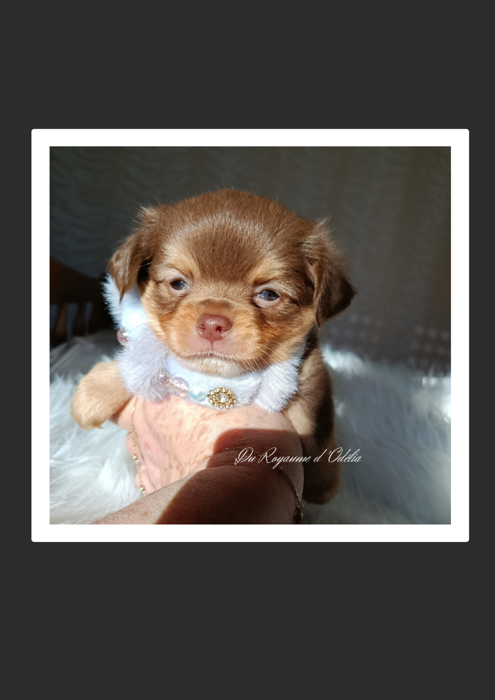 Du Royaume D'Odelia - Chiots disponibles - Chihuahua