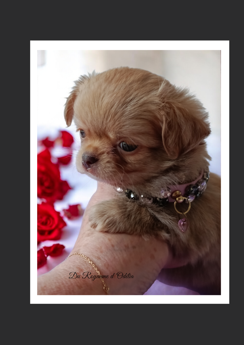 Du Royaume D'Odelia - Chiots disponibles - Chihuahua