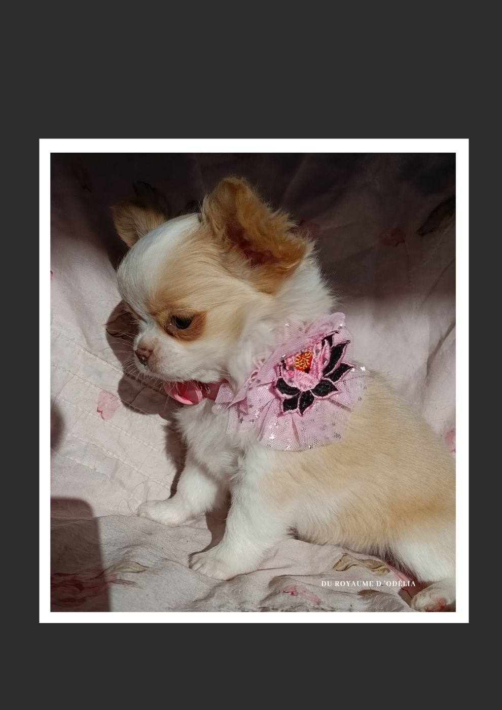 Du Royaume D'Odelia - Chihuahua - Portée née le 16/12/2025