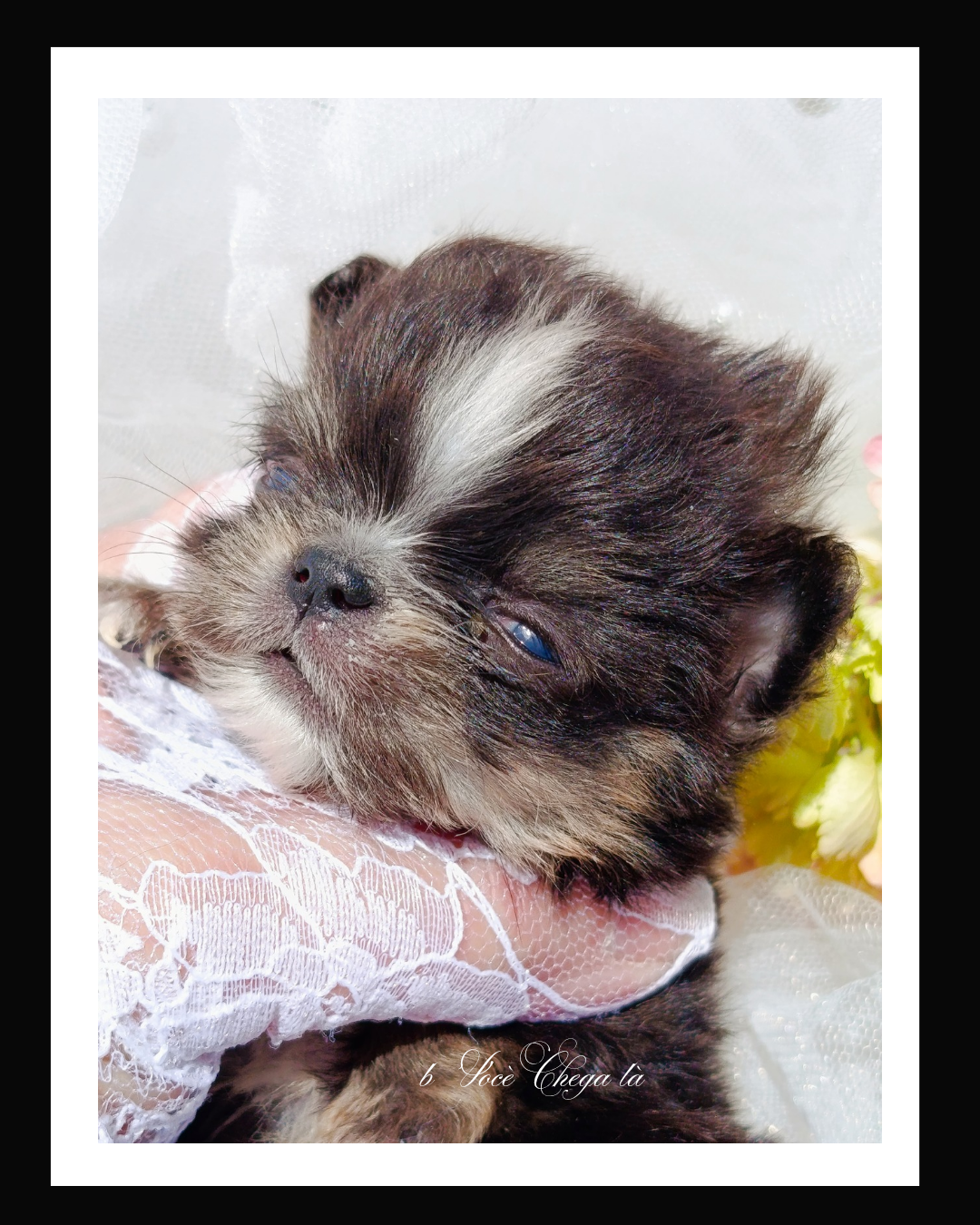 Du Royaume D'Odelia - Chiots disponibles - Chihuahua