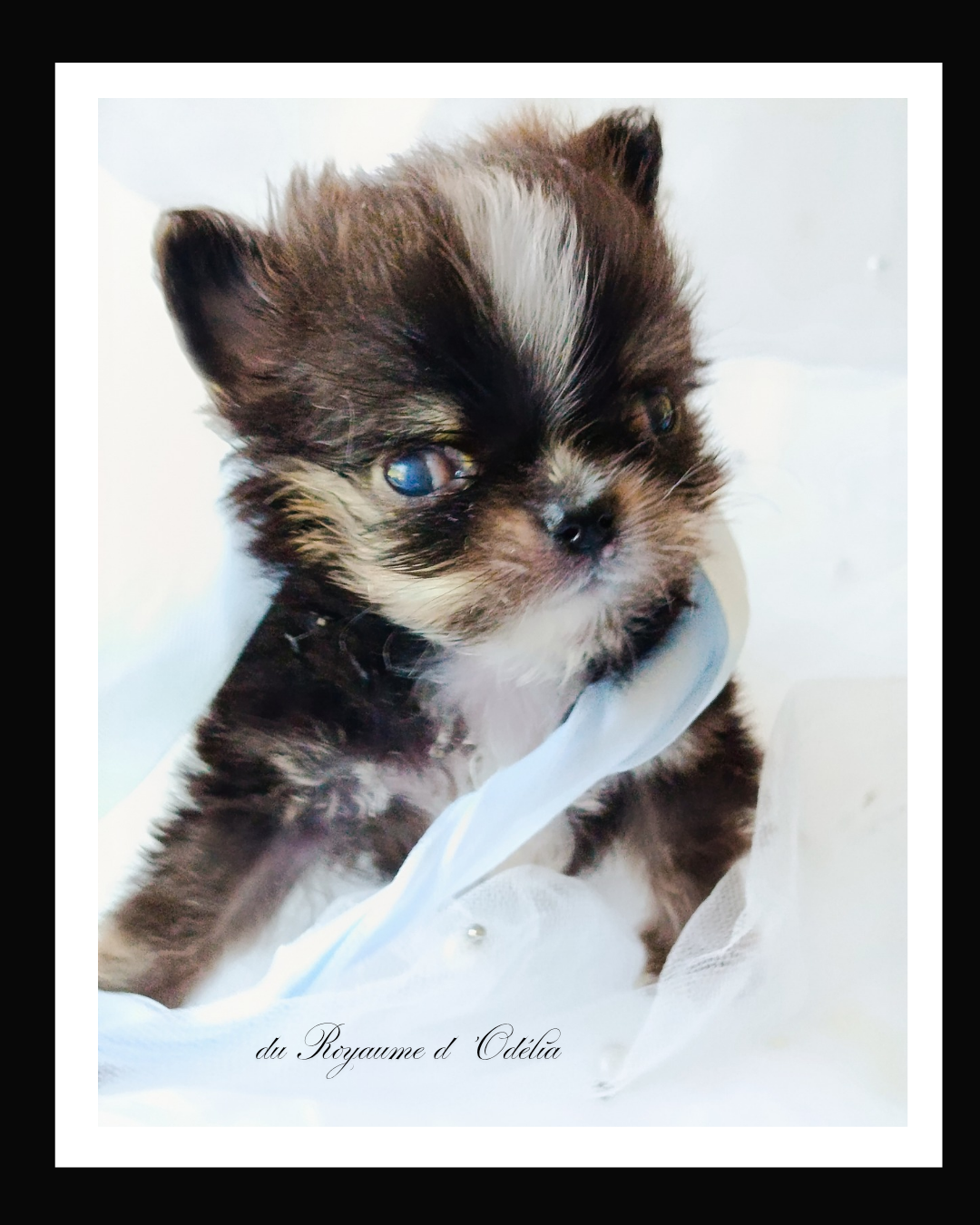 Du Royaume D'Odelia - Chiots disponibles - Chihuahua