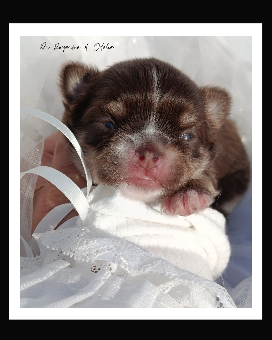Du Royaume D'Odelia - Chiots disponibles - Chihuahua