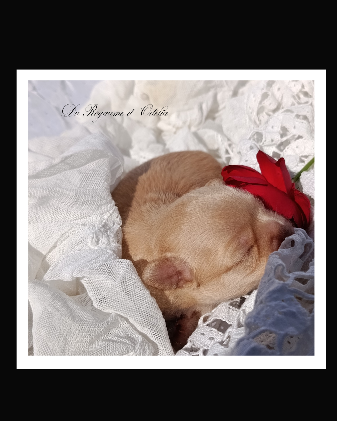 Du Royaume D'Odelia - Chiots disponibles - Chihuahua