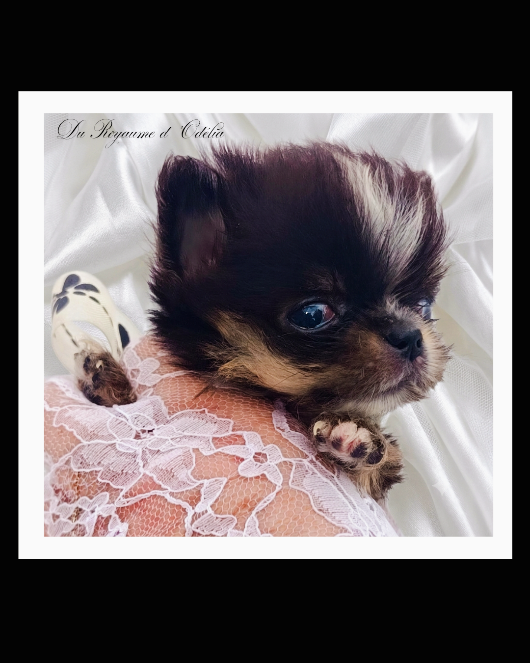 Du Royaume D'Odelia - Chiots disponibles - Chihuahua