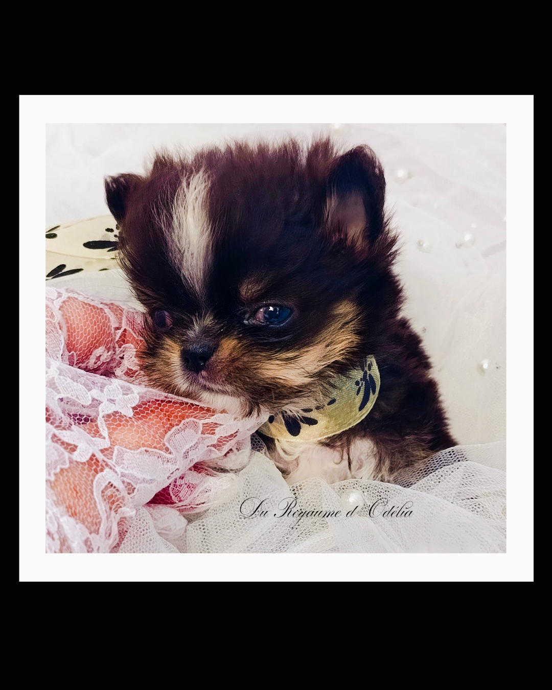 Du Royaume D'Odelia - Chiots disponibles - Chihuahua
