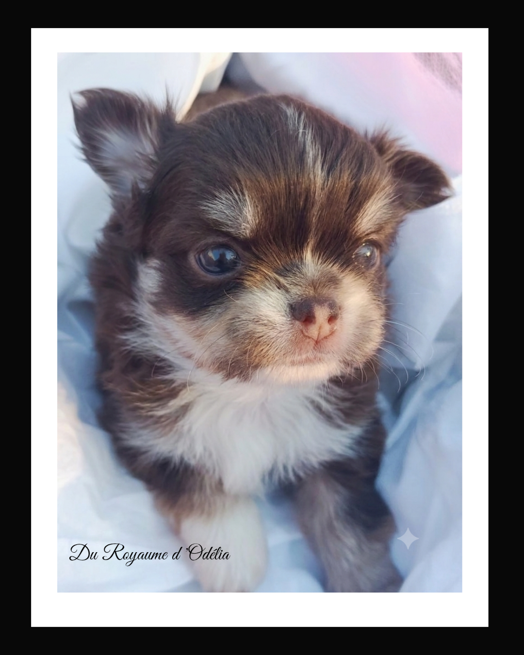 Du Royaume D'Odelia - Chiots disponibles - Chihuahua