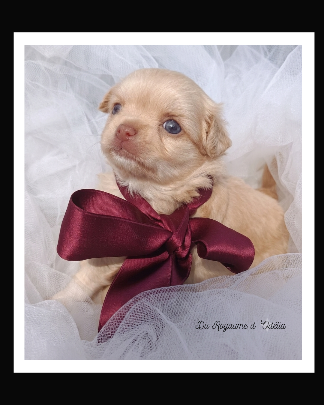 Du Royaume D'Odelia - Chiots disponibles - Chihuahua
