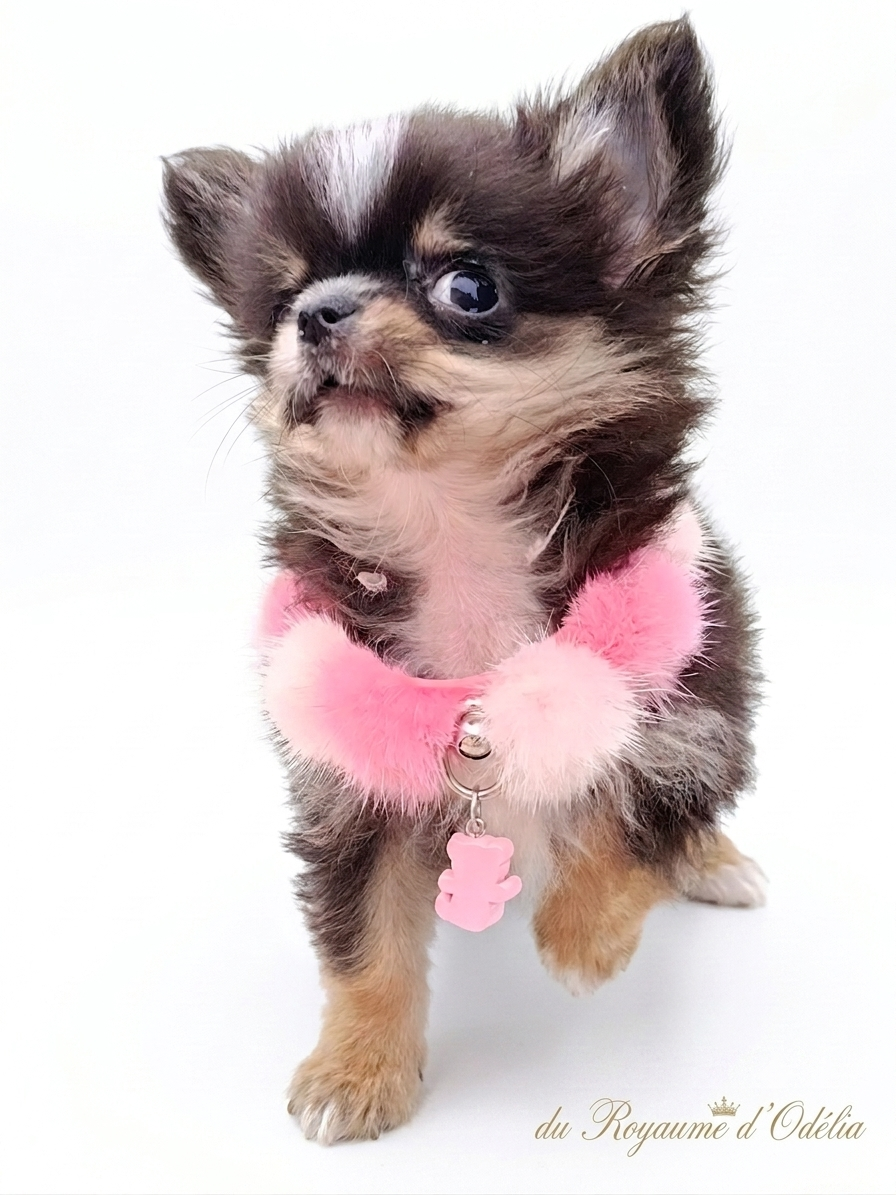 Du Royaume D'Odelia - Chiots disponibles - Chihuahua