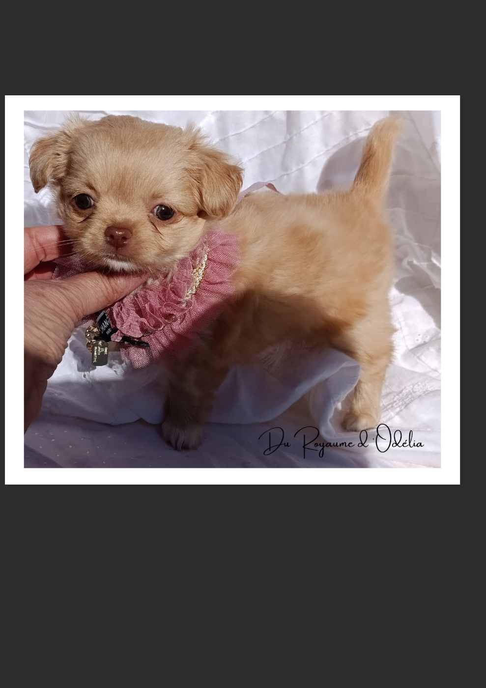 Du Royaume D'Odelia - Chiots disponibles - Chihuahua