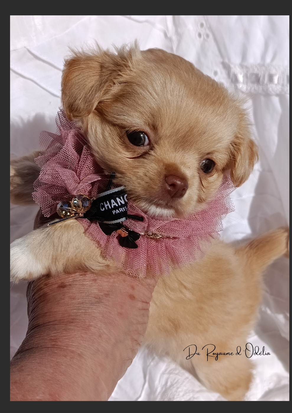 Chiot Chihuahua Du Royaume D'Odelia