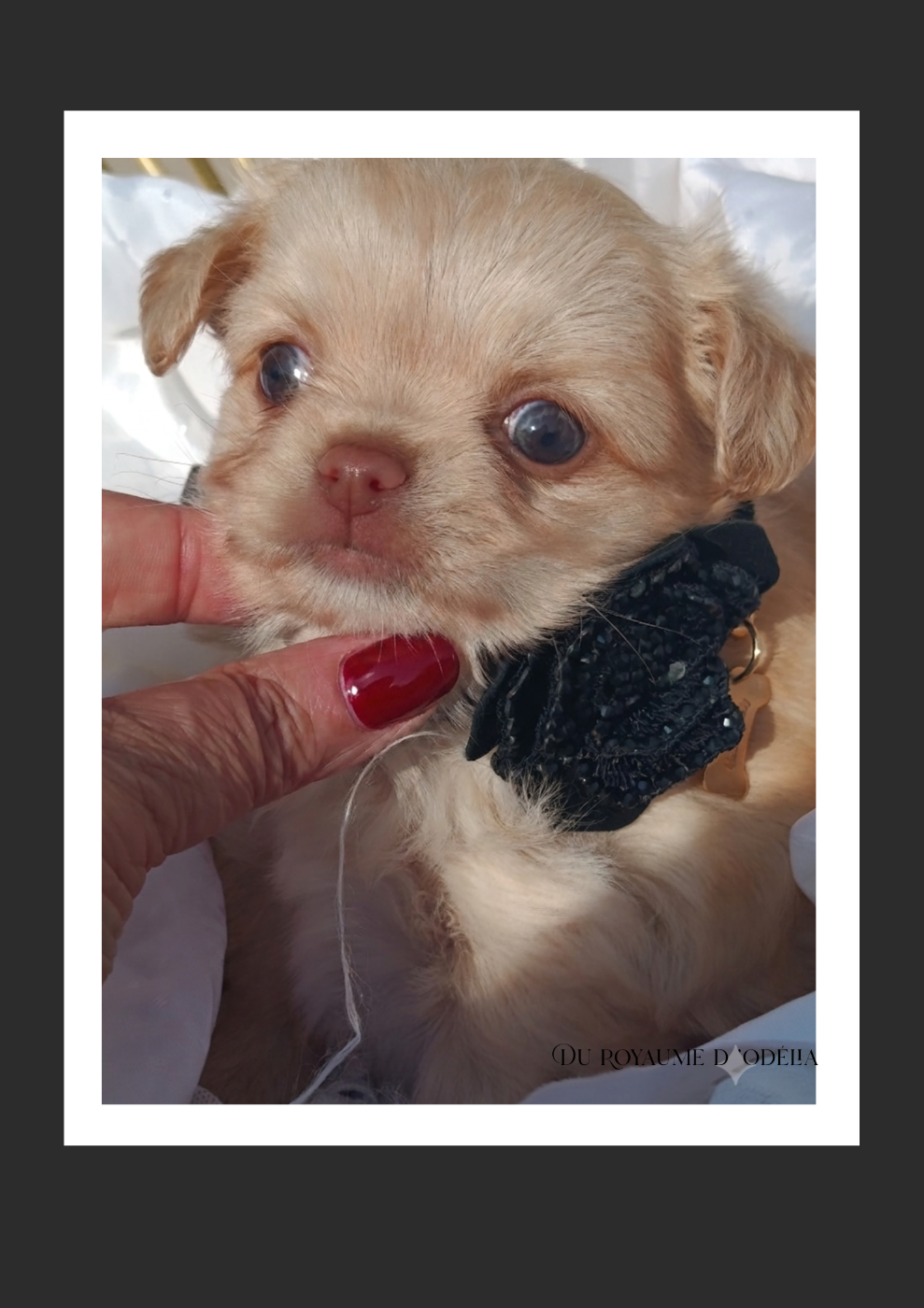 Du Royaume D'Odelia - Chiots disponibles - Chihuahua