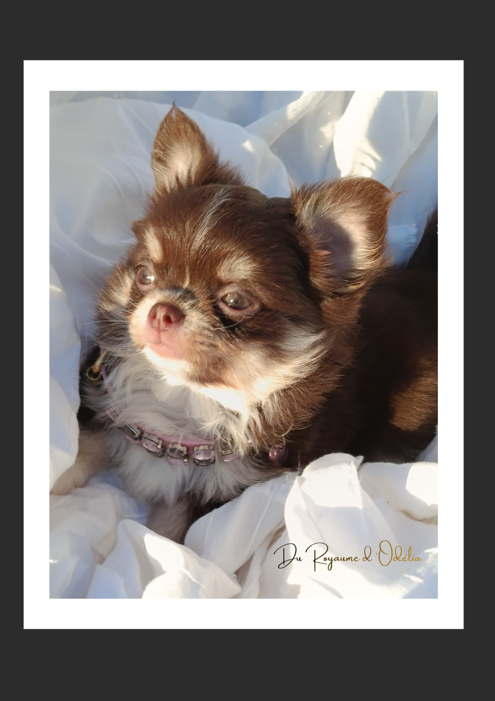 Du Royaume D'Odelia - Chiots disponibles - Chihuahua