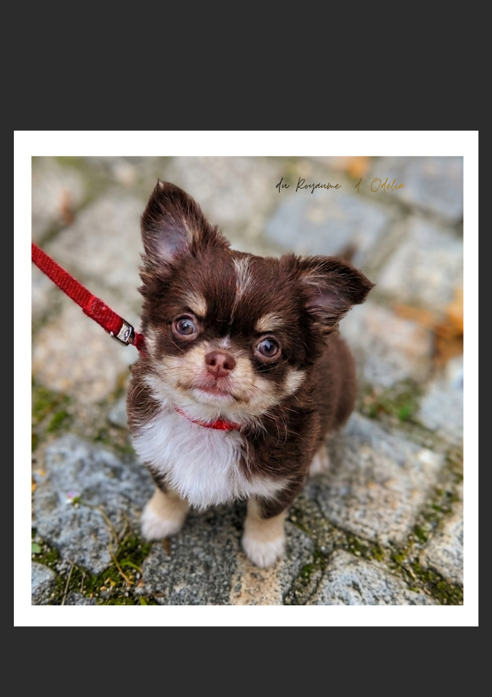 Du Royaume D'Odelia - Chiots disponibles - Chihuahua