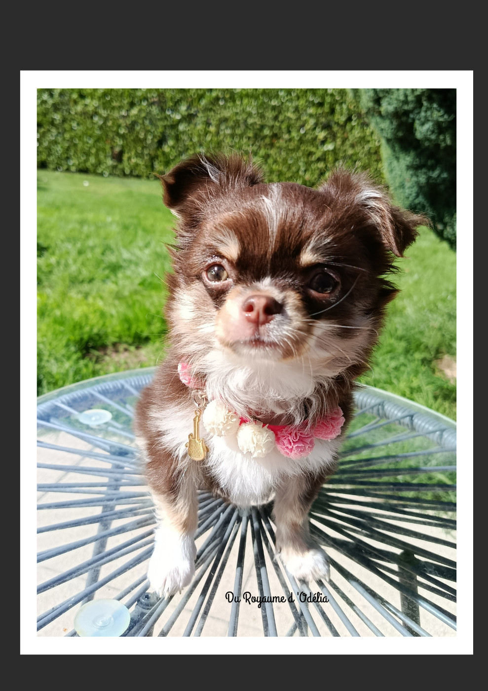 Du Royaume D'Odelia - Chiots disponibles - Chihuahua