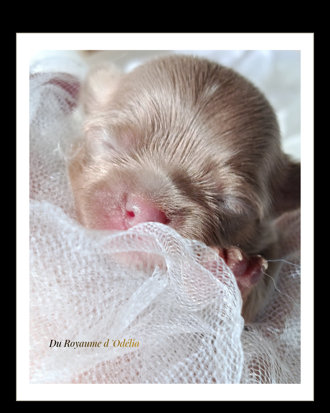 Du Royaume D'Odelia - Chiots disponibles - Chihuahua