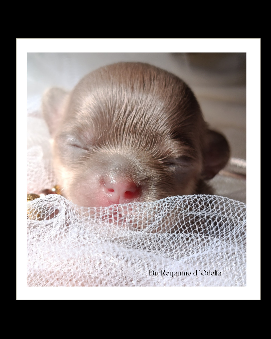 Du Royaume D'Odelia - Chiots disponibles - Chihuahua