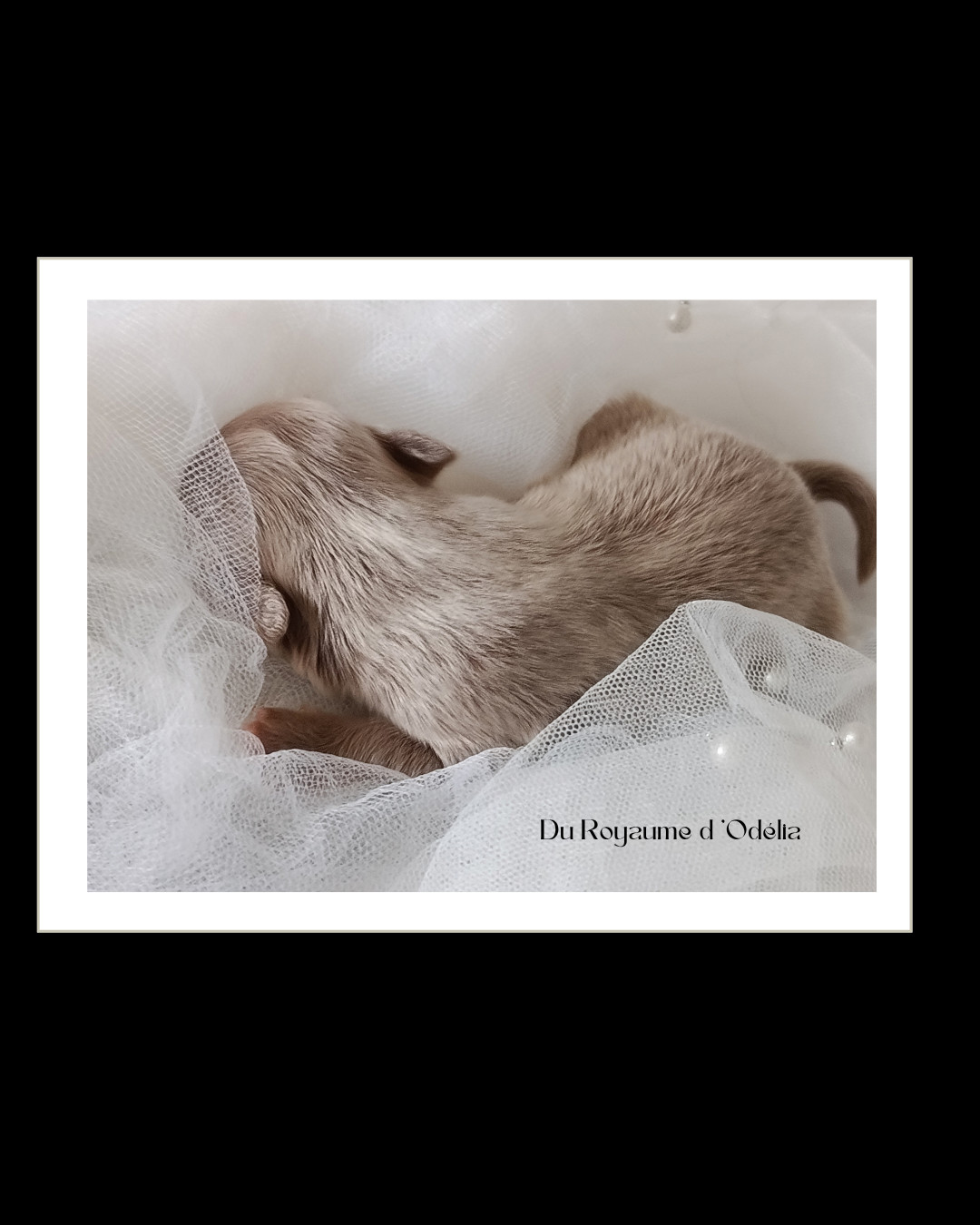 Du Royaume D'Odelia - Chiots disponibles - Chihuahua